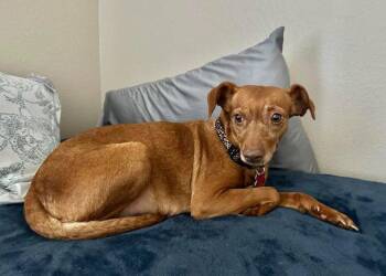 Beagle and Chihuahua Dogs Available for Adoption in San Diego, California - Lila | PetCurious