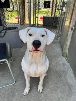 Dogo Argentino Dogs Available for Adoption in Chicago, Illinois - Kitty | PetCurious