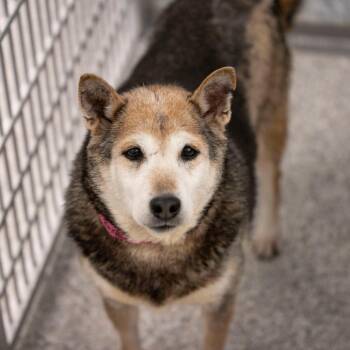 Shiba Inu Dogs Available for Adoption in Peyton, Colorado - Bubbles (MR26-330) | PetCurious