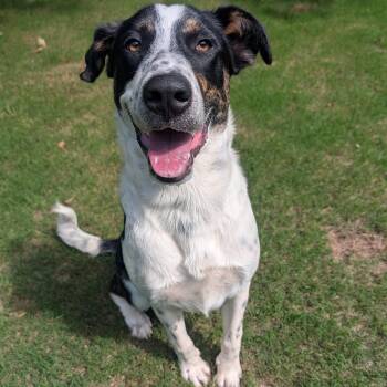 Wallee -  Border Collie Dog Available for Adoption in Bella Vista, Arkansas - Wallee | PetCurious