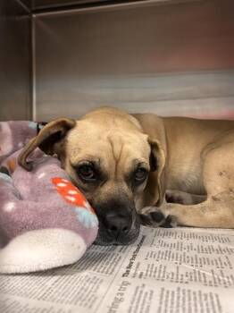 Beagle Dogs Available for Adoption in Riverside, California - SLINKY | PetCurious