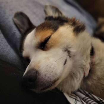 Cooper -  Cardigan Welsh Corgi and Mixed Breed Dog for Adoption in Alma, Wisconsin - Cooper | PetCurious