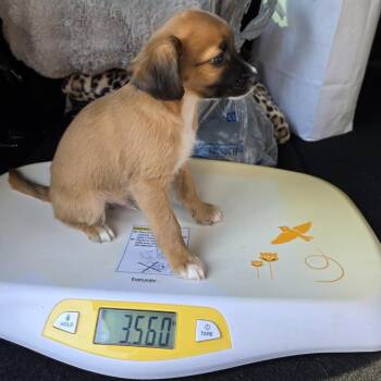 HF Puppy 1 -  Chihuahua and Mixed Breed Dog for Adoption in Montgomery, Texas - HF Puppy 1 | PetCurious