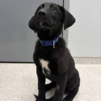 McIntosh -  Mixed Breed Dog for Adoption in Cooperstown, New York - McIntosh | PetCurious