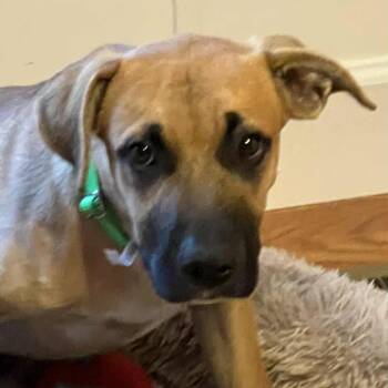 Rescue Pit Bull Terrier and Shepherd Dogs for Adoption in Wichita, Kansas - Klondike | PetCurious