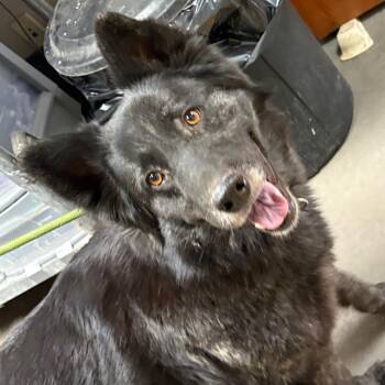 German Shepherd Dog Dogs Available for Adoption in Yuma, Arizona - Amelia | PetCurious