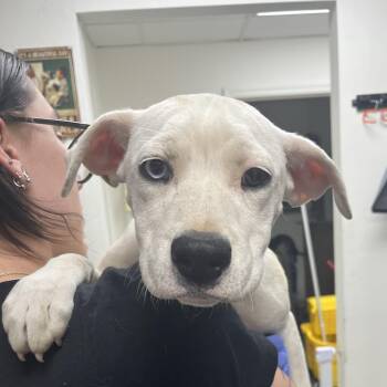 Terrier Dogs Available for Adoption in Birmingham, Alabama - Gwendolyn | PetCurious