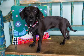 Periwinkle -  Dachshund Dog for Adoption in San Antonio, Texas - Periwinkle | PetCurious