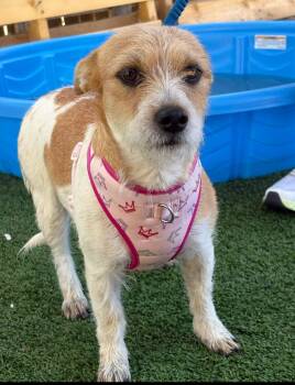 Dora -  Terrier Dog for Adoption in Longmont, Colorado - Dora | PetCurious