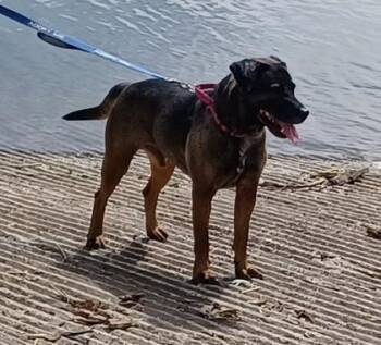 Mixed Breed Dogs Available for Adoption in Kansas City, Missouri - Brisket | PetCurious