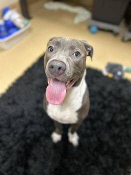 Rescue Pit Bull Terrier Dogs for Adoption in Chula Vista, California - CHASE | PetCurious