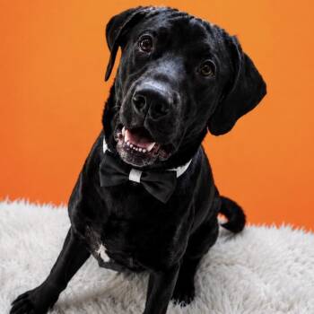 Gimli -  Black Labrador Retriever and Mixed Breed Dog for Adoption in Binghamton, New York - Gimli | PetCurious