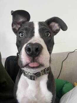 Boston Terrier and Terrier Dogs Available for Adoption - Titan | PetCurious