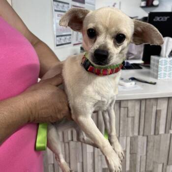 Chica -  Chihuahua Dog for Adoption in Tampa, Florida - Chica | PetCurious