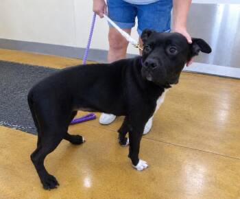 Zara -  Pit Bull Terrier Dog for Adoption in Austin, Minnesota - Zara | PetCurious