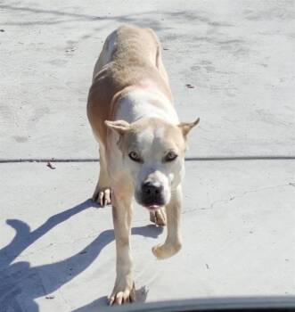 American Staffordshire Terrier Dogs Available for Adoption - TAKI | PetCurious