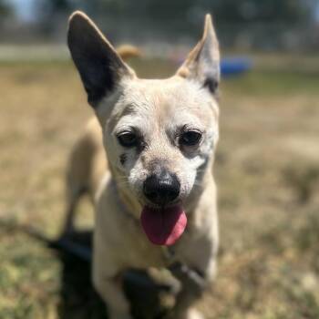 Marco -  Chihuahua Dog for Adoption in San Jacinto, California - Marco | PetCurious