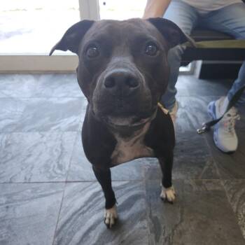 Pantera -  Terrier Dog for Adoption in Clearwater, Florida - Pantera | PetCurious