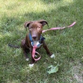Roy -  Chocolate Labrador Retriever and Hound Dog for Adoption in Potomac, Maryland - Roy | PetCurious