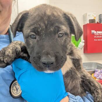 Jason -  Pit Bull Terrier and German Shepherd Dog Dog for Adoption in Indianapolis, Indiana - Jason | PetCurious