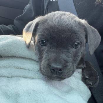 Cane Corso and Mixed Breed Dogs Available for Adoption in Dayton, Ohio - Muffin | PetCurious