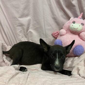 NERO -  Border Collie and Mixed Breed Dog for Adoption in Modesto, California - NERO | PetCurious