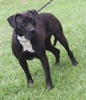 Rescue Pit Bull Terrier Dogs for Adoption in Marietta, Ohio - Veronica (Spayed) (Photos 6/16/2025) | PetCurious