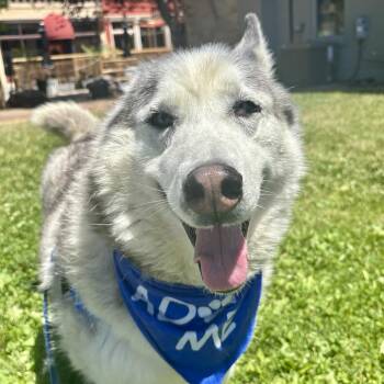 Blue -  Husky and Mixed Breed Dog for Adoption in Glenwood Springs, Colorado - Blue | PetCurious