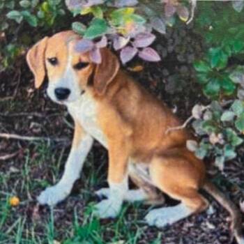 Chai -  Hound and Mixed Breed Dog for Adoption - Chai | PetCurious