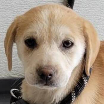 Mixed Breed Dogs Available for Adoption - Swiss | PetCurious