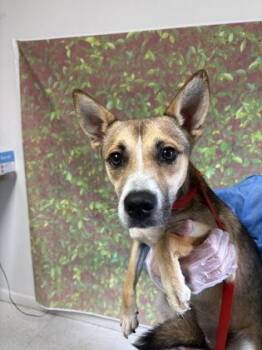 Maple -  Terrier and Shepherd Dog for Adoption in San Antonio, Texas - Maple | PetCurious