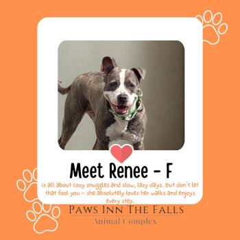 Renee -  Pit Bull Terrier Dog for Adoption in Niagara Falls, New York - Renee | PetCurious