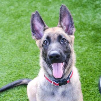 Russett -  Belgian Shepherd Malinois Dog for Adoption in Newport Beach, California - Russett | PetCurious
