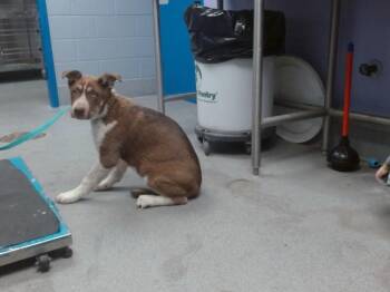 LUIGI -  Siberian Husky and Mixed Breed Dog for Adoption in Albuquerque, New Mexico - LUIGI | PetCurious
