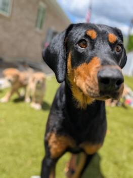 Mama Hope -  Doberman Pinscher Dog for Adoption in Midway, Utah - Mama Hope | PetCurious