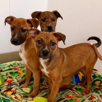 Shepherd and Mixed Breed Dogs Available for Adoption in Green Bay, Wisconsin - Celtic | PetCurious