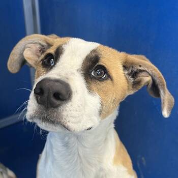 108137 -  Mixed Breed Dog for Adoption in Las Cruces, New Mexico - 108137 | PetCurious