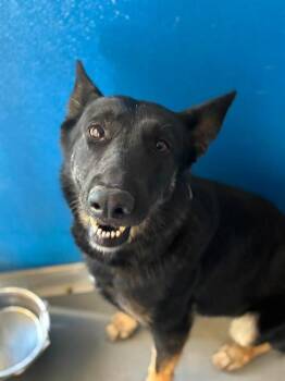 A255869 -  German Shepherd Dog and Mixed Breed Dog for Adoption in Visalia, California - A255869 | PetCurious