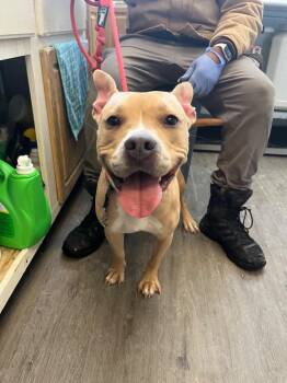 Terrier Dogs Available for Adoption - Nova | PetCurious