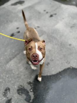 Pit Bull Terrier Dogs Available for Adoption in Petersburg, Virginia - Gilligan | PetCurious