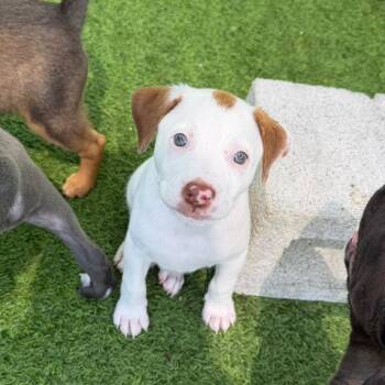 Russell 1964 -  Mixed Breed Dog for Adoption in Loxahatchee Groves, Florida - Russell 1964 | PetCurious