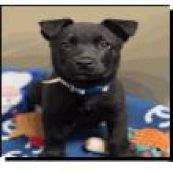 Black Labrador Retriever Dogs Available for Adoption - Shadow | PetCurious