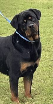 Rescue Rottweiler Dogs for Adoption in West Memphis, Arkansas - Martha | PetCurious