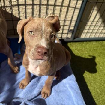 Mixed Breed Dogs Available for Adoption in Titusville, Florida - Santiago | PetCurious