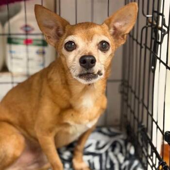 Humfrey -  Mixed Breed Dog for Adoption in Bentonville, Arkansas - Humfrey | PetCurious