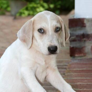 Dean -  Mixed Breed Dog for Adoption in Allentown, Pennsylvania - Dean | PetCurious