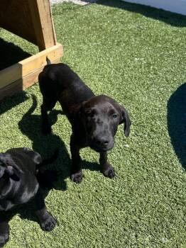 Labrador Retriever and Great Dane Dogs Available for Adoption in Morgantown, Kentucky - Oink | PetCurious