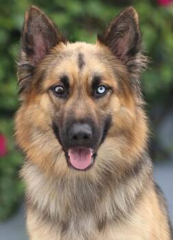 Sheppy von Scheden -  German Shepherd Dog Dog for Adoption in Los Angeles, California - Sheppy Von Scheden | PetCurious