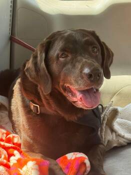 DUKE -  Chocolate Labrador Retriever Dog for Adoption in Navarre, Florida - DUKE | PetCurious