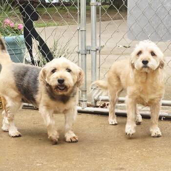 Trixie (and Sasha) -  Yorkshire Terrier Dog for Adoption in Athens, Alabama - Trixie (and Sasha) | PetCurious